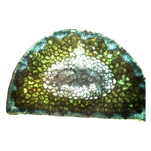 Поперечное сечение хвойных пород листьев  (голосеменные) - адаптация к засушливым условиям