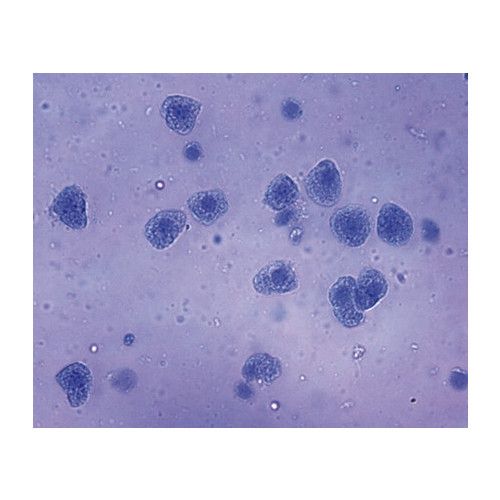 Клетки печени (гепатоциты)