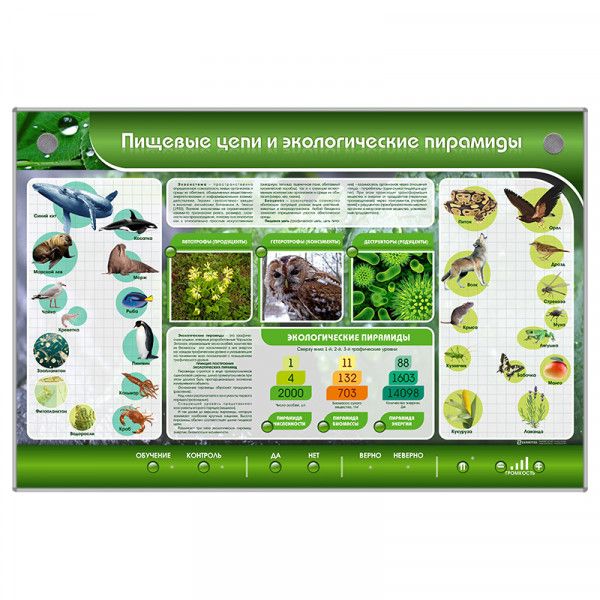 Интерактивное панно "Пищевые цепи и экологические пирамиды" (УП5994)