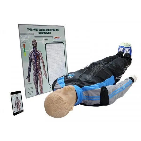 Тренажер для обучения навыкам сердечно-легочной реанимации "Олег-1.02" с анатомическим табло (МУ0274)
